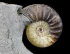 Promicroceras Ammonite - Lyme Regis #23244-2